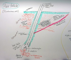 Infected Hair Follicle